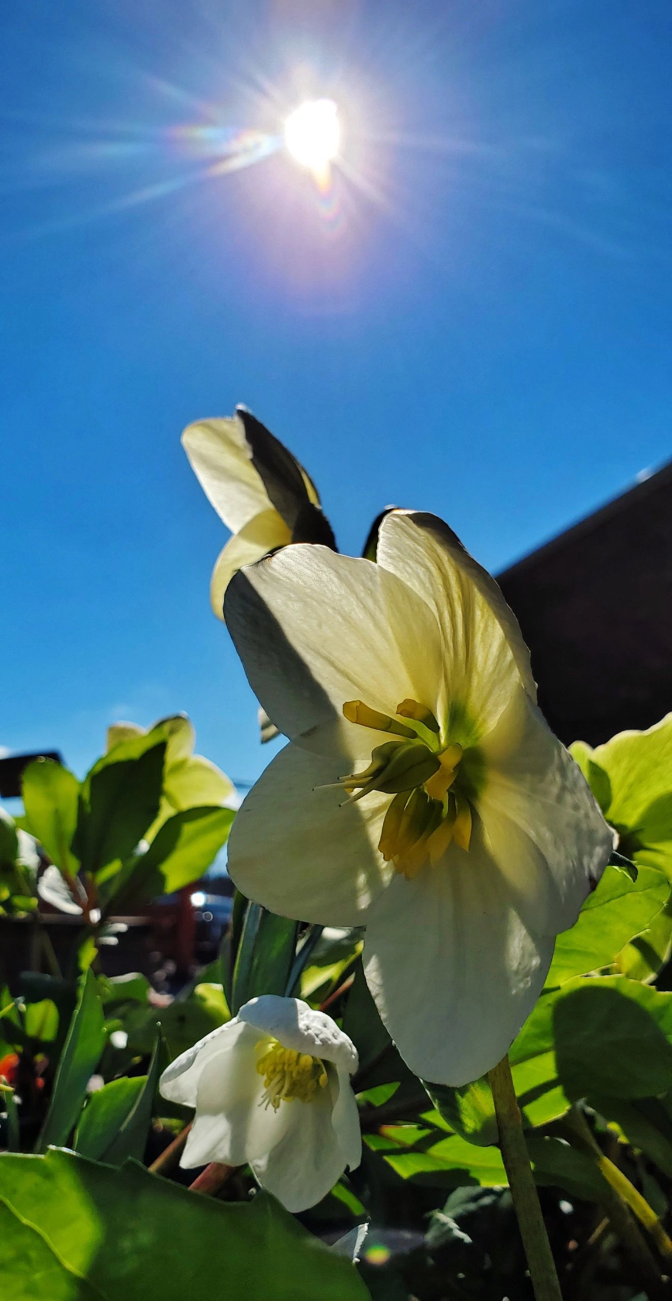 Buck Jones Nursery Garden Center, Landscape Supplies